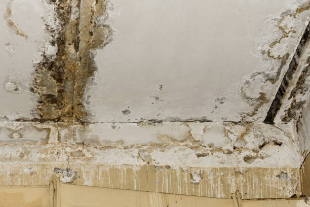 Why You Should Choose Our Mold Remediation Services in Inniswold, LA